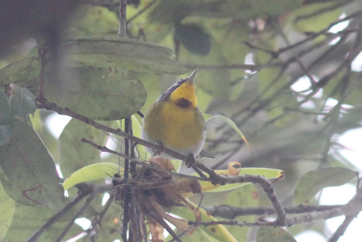 Crescent-chested Warbler - ML559293971
