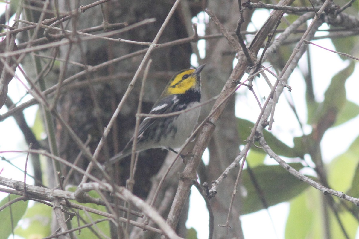 Golden-cheeked Warbler - ML559294071