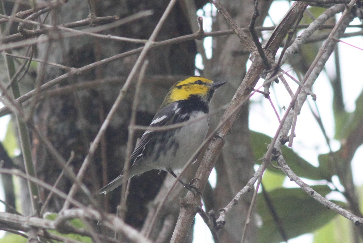 Golden-cheeked Warbler - ML559294081