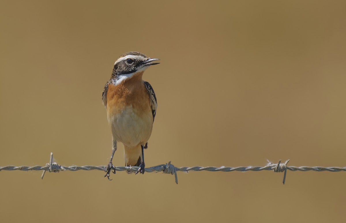 Whinchat - Rui Pereira | Portugal Birding