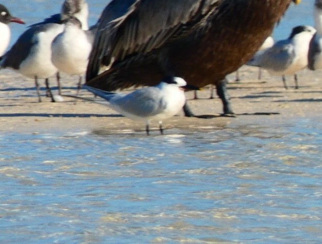 Sandwich Tern - ML559296571