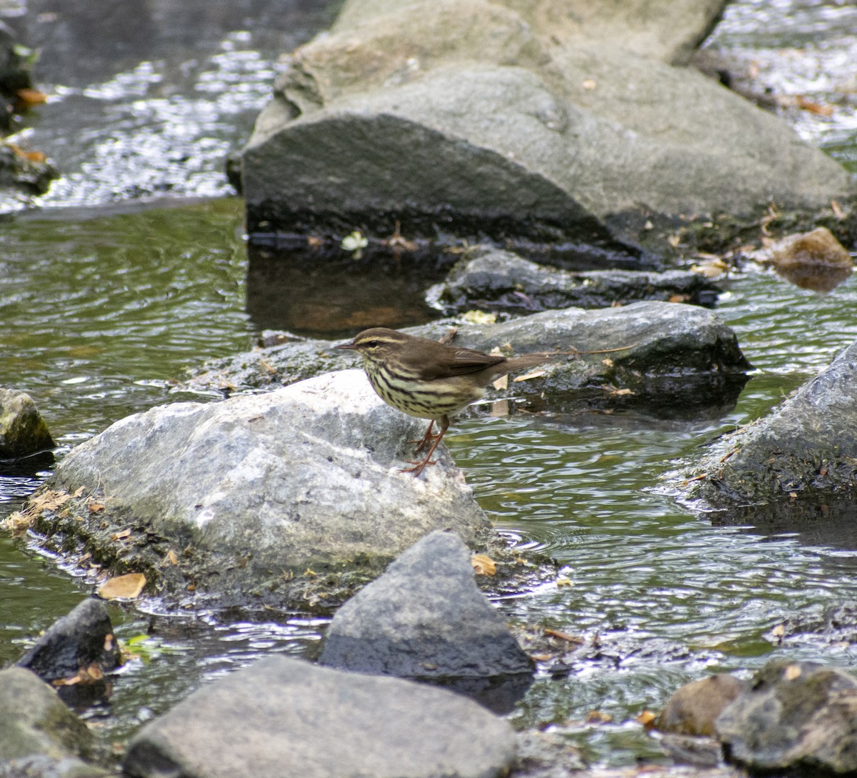 Northern Waterthrush - ML559296631