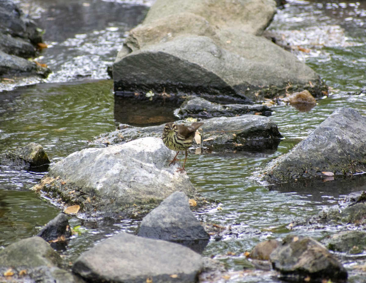 Northern Waterthrush - ML559296661