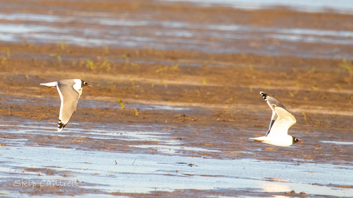 Franklin's Gull - ML559297181