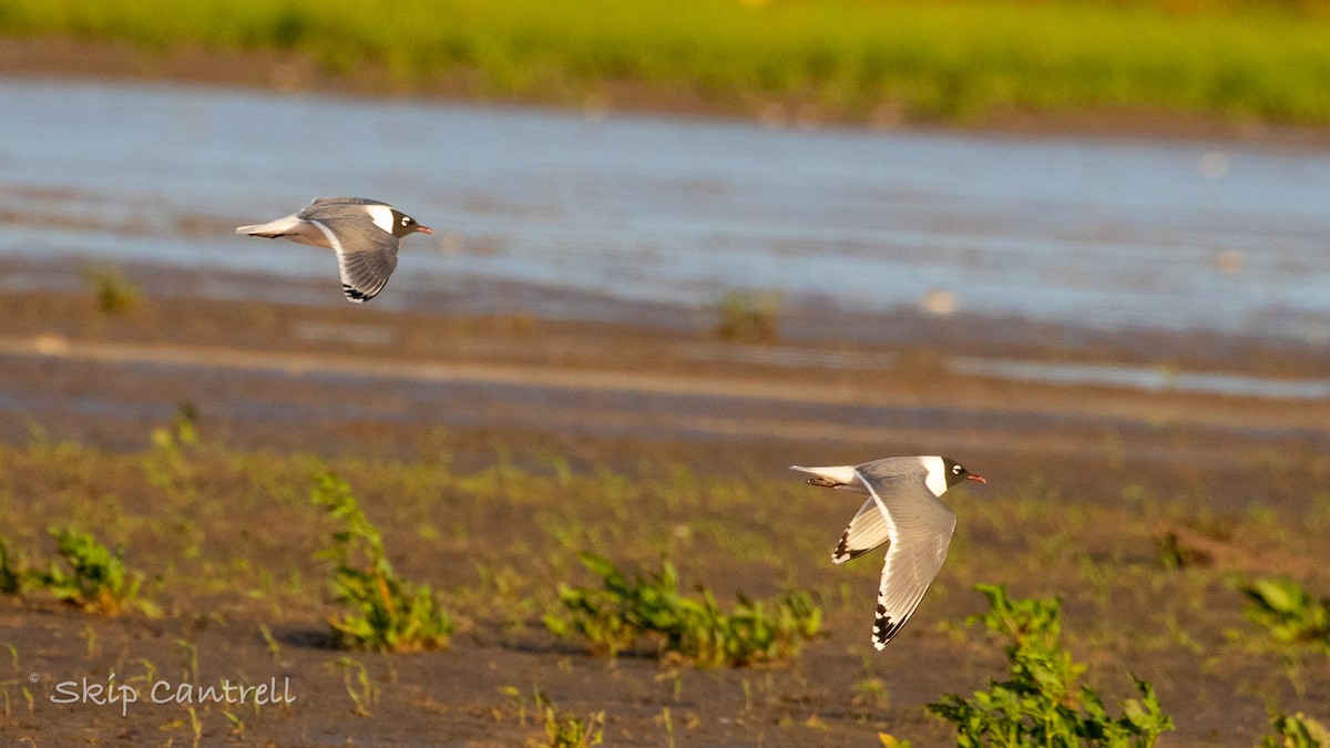 Franklin's Gull - ML559297191