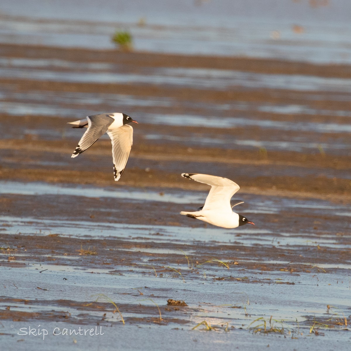 Franklin's Gull - ML559297201