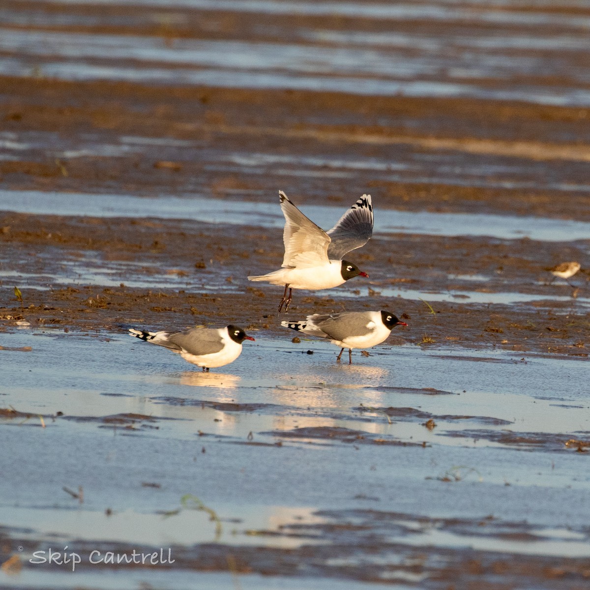 Franklin's Gull - ML559297211