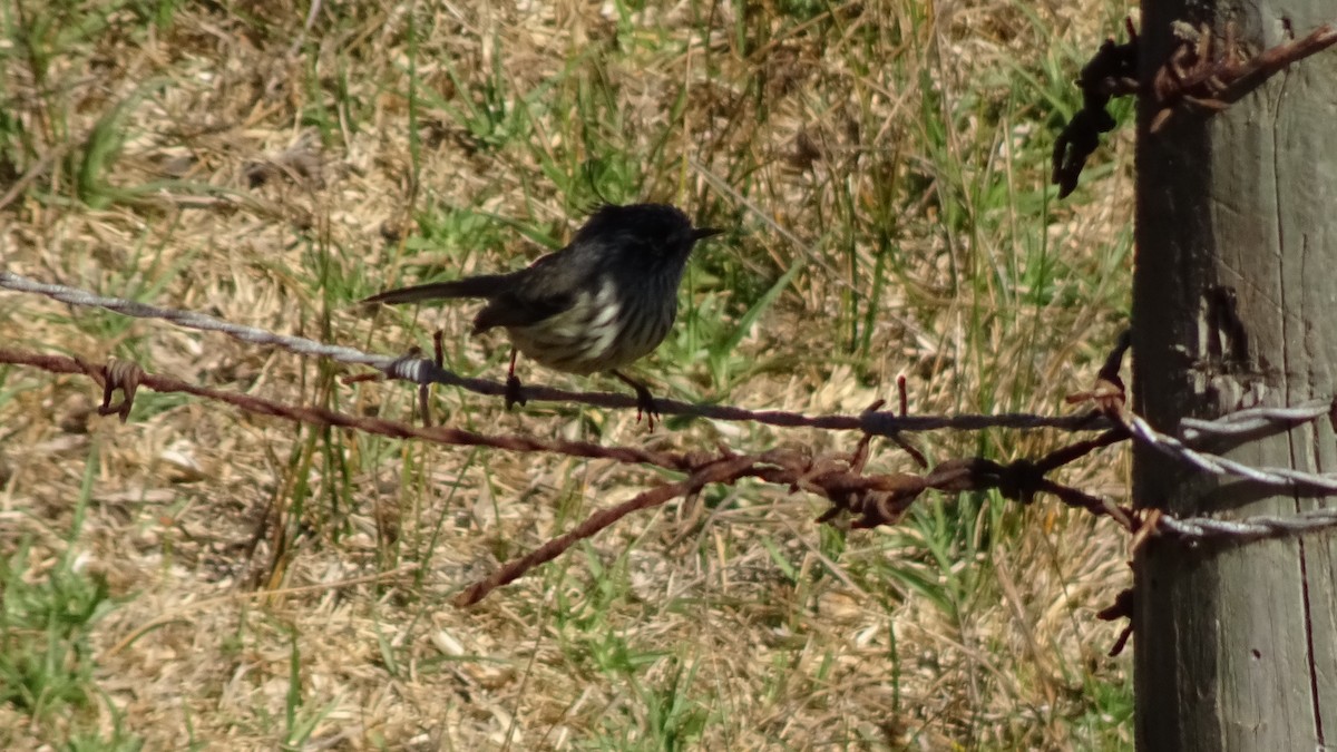 Tufted Tit-Tyrant - ML559298041