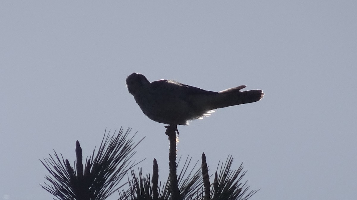 アメリカチョウゲンボウ - ML559298391