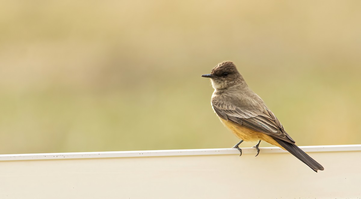 Say's Phoebe - ML559300181