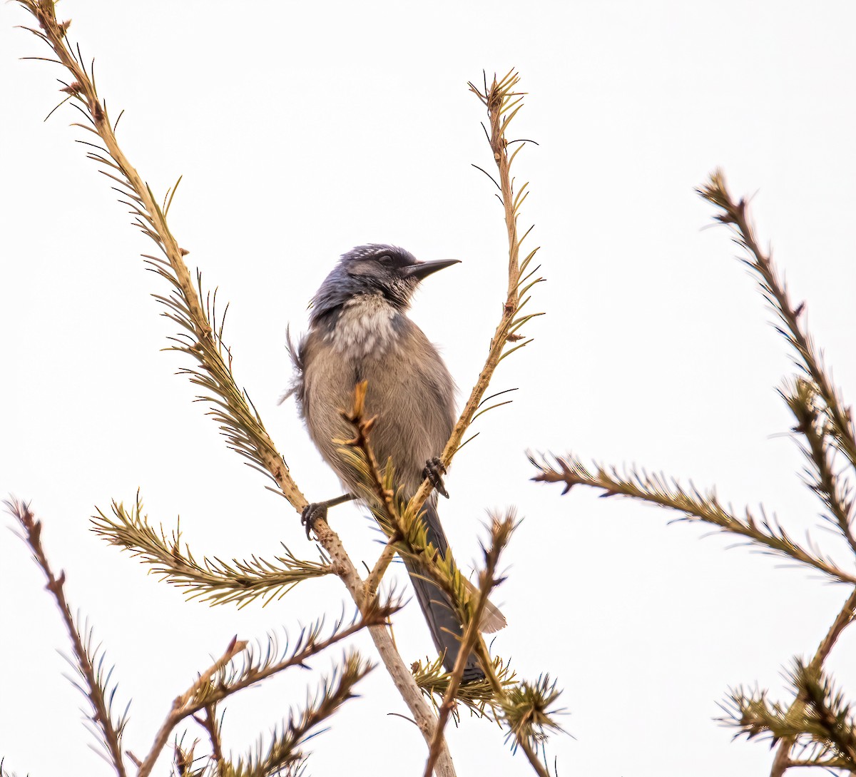 Woodhouse's Scrub-Jay - ML559300471