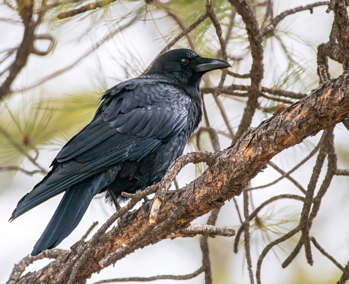 Common Raven - ML559300681