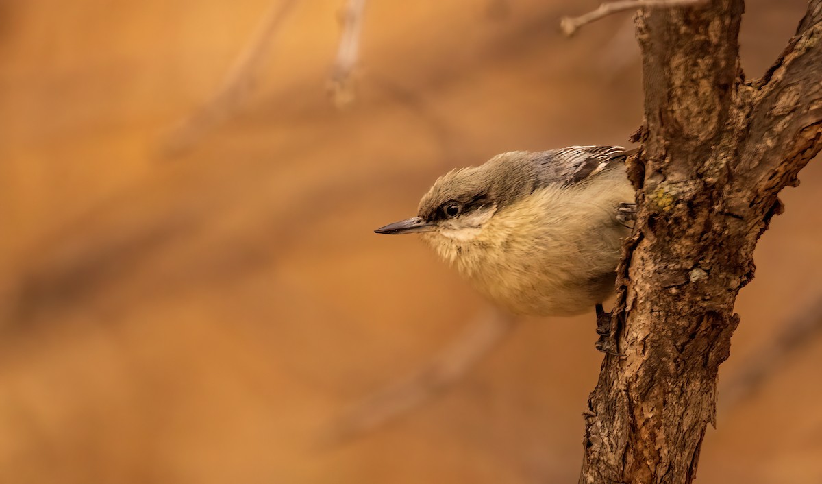 Pygmy Nuthatch - ML559300851