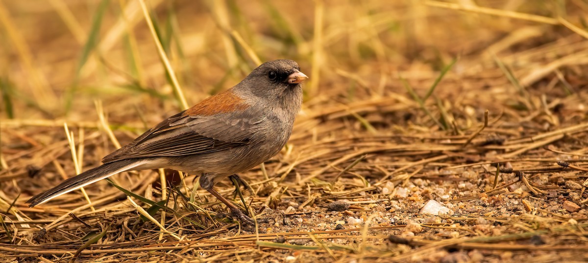 Dark-eyed Junco (Gray-headed) - ML559301001