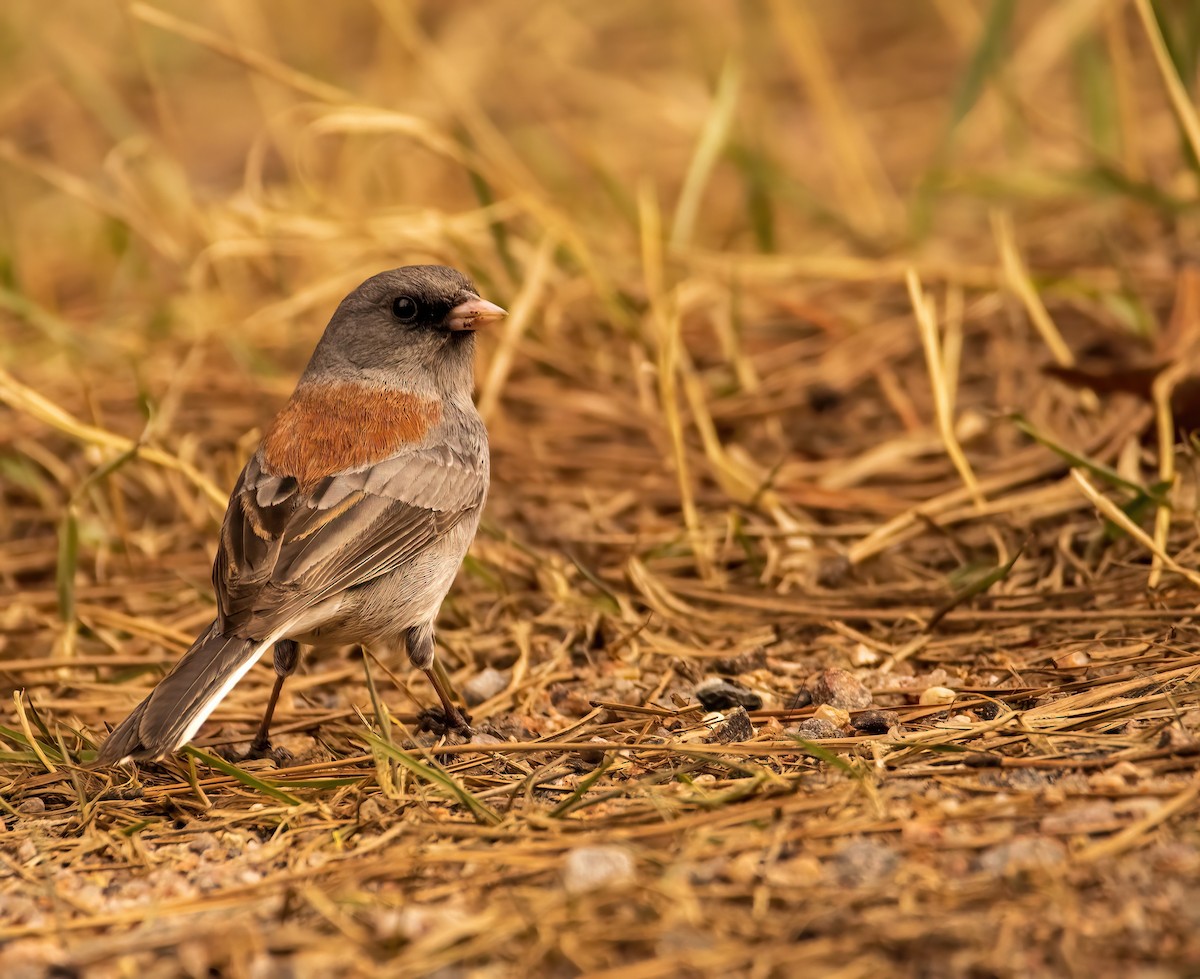 Dark-eyed Junco (Gray-headed) - ML559301021