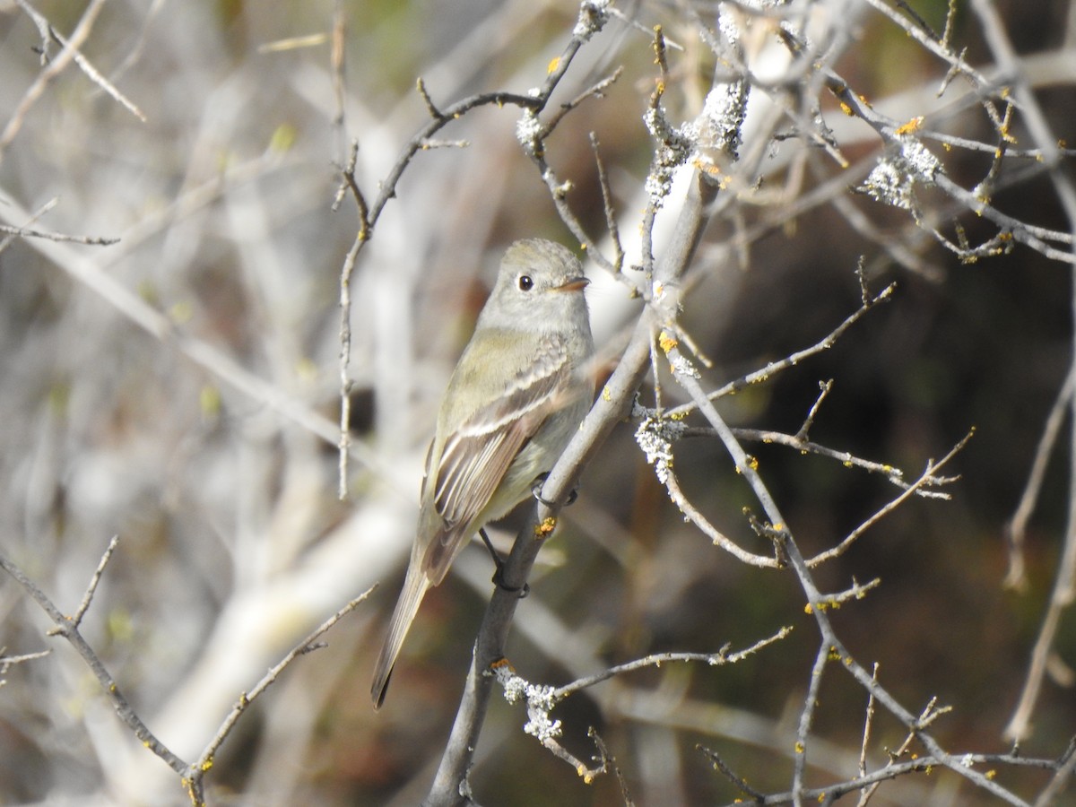 Hammond's Flycatcher - ML559301201