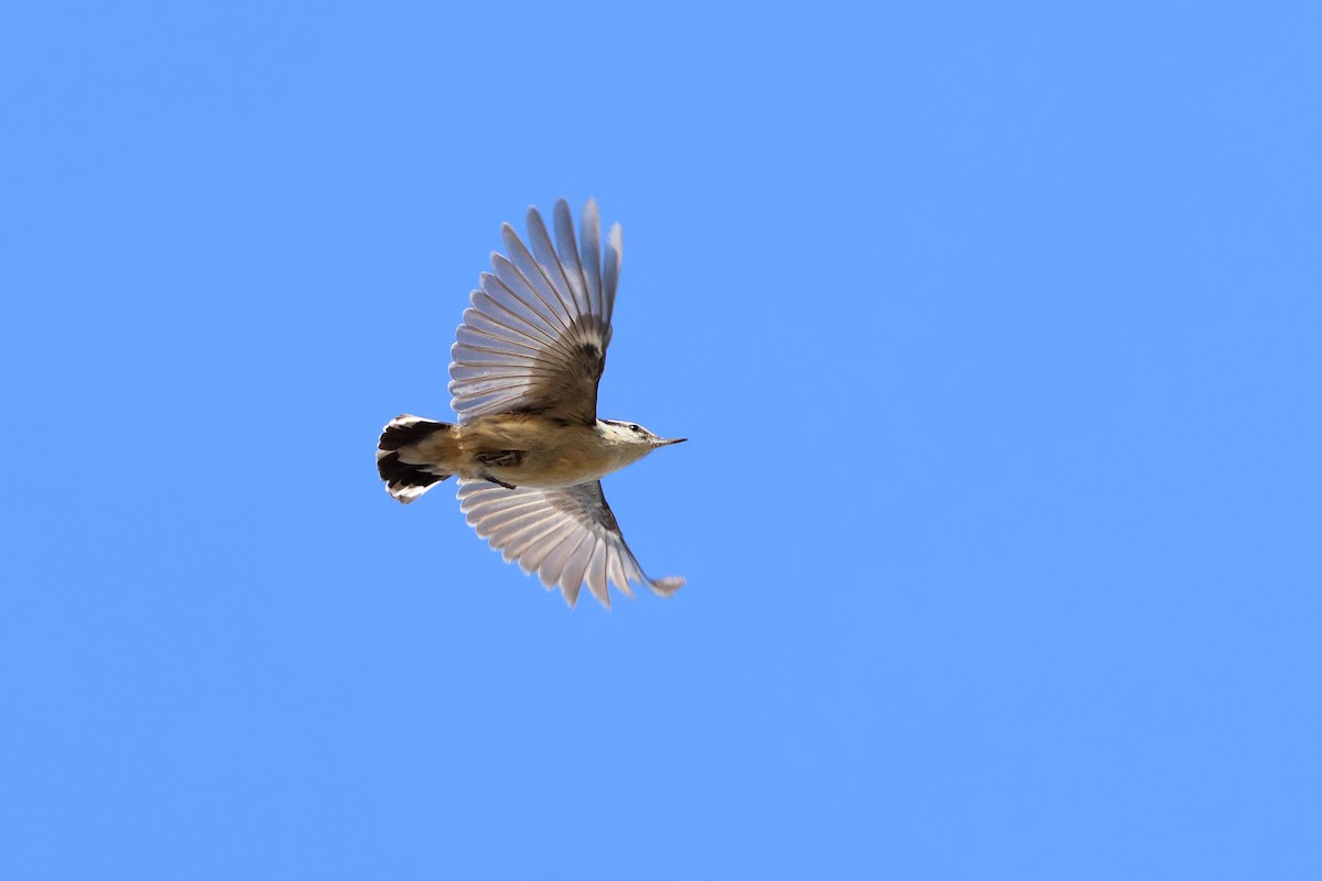 Red-breasted Nuthatch - ML559301211