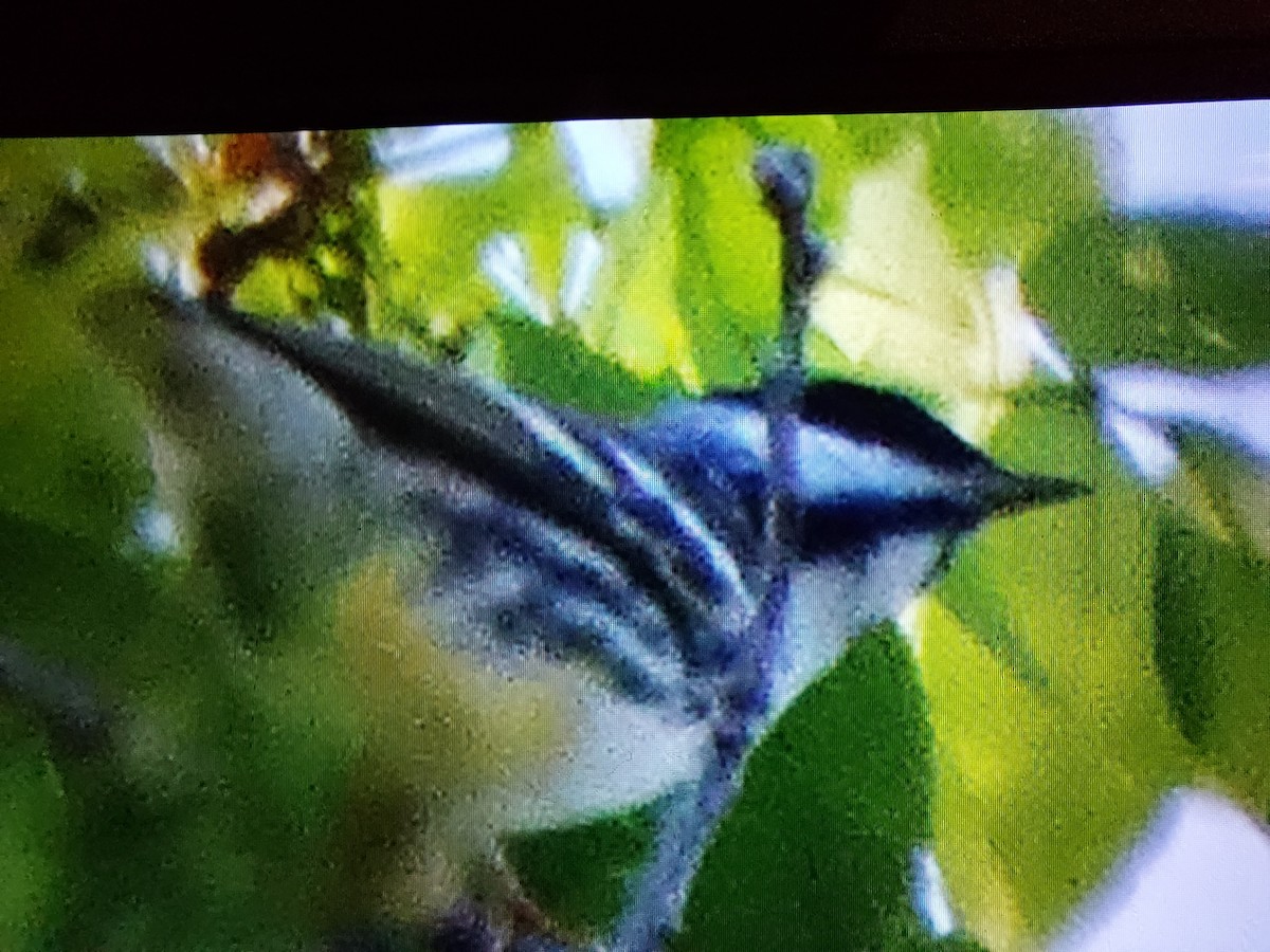 Blackpoll Warbler - ML559301571