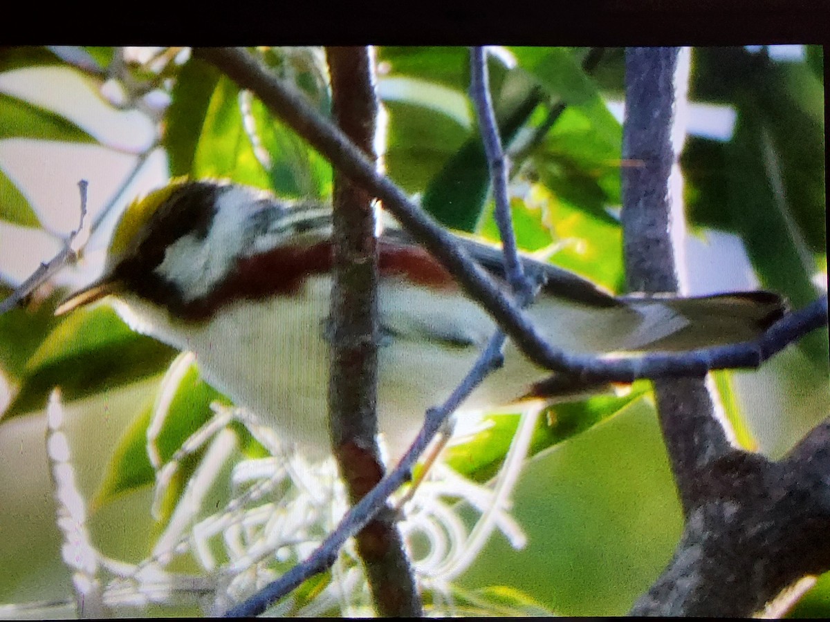 Chestnut-sided Warbler - Valeri Ponzo