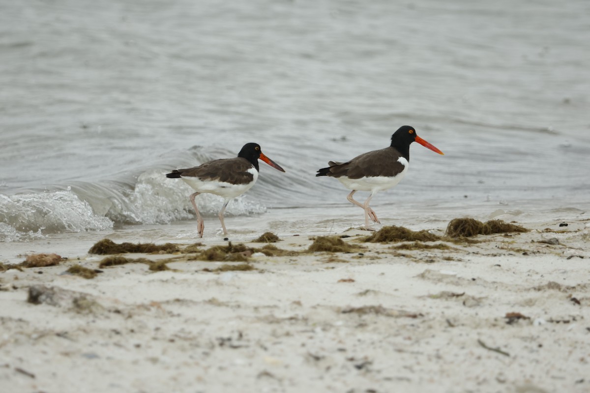 American Oystercatcher - ML559301971