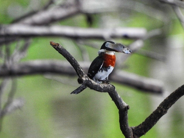 Green Kingfisher - ML559302451