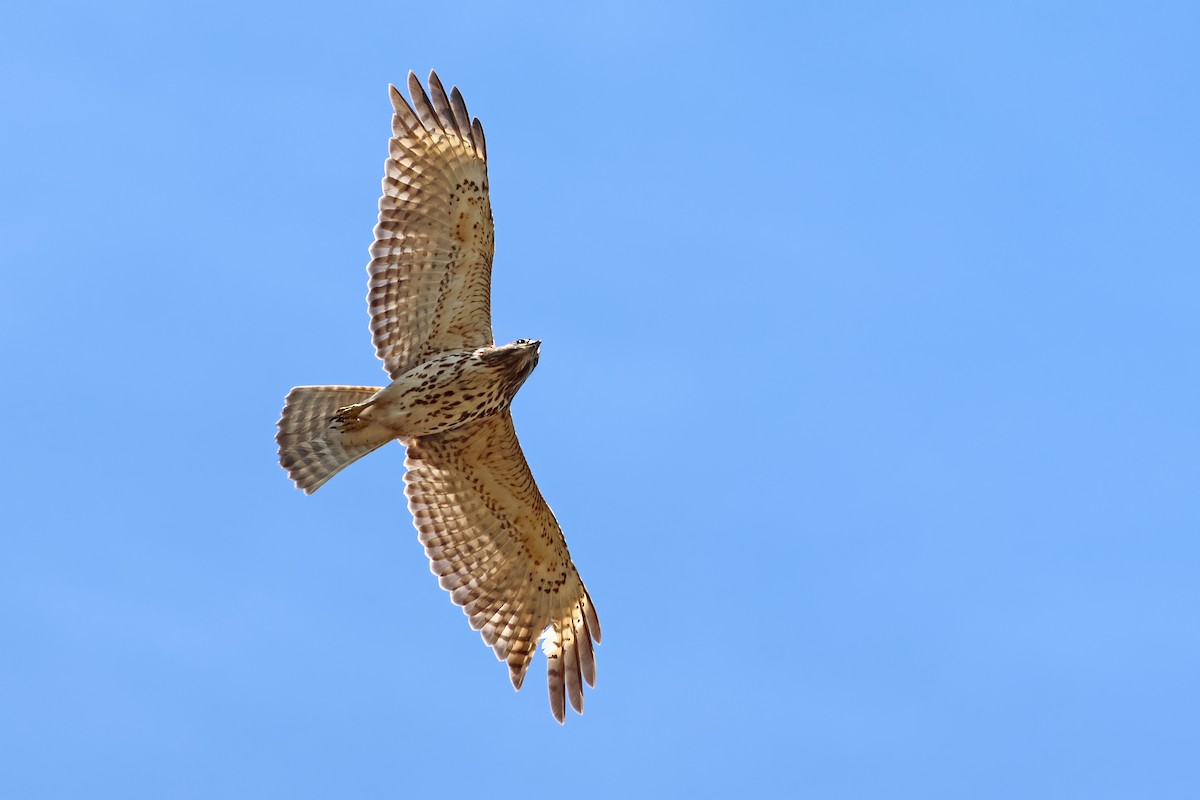 Red-shouldered Hawk - ML559302651