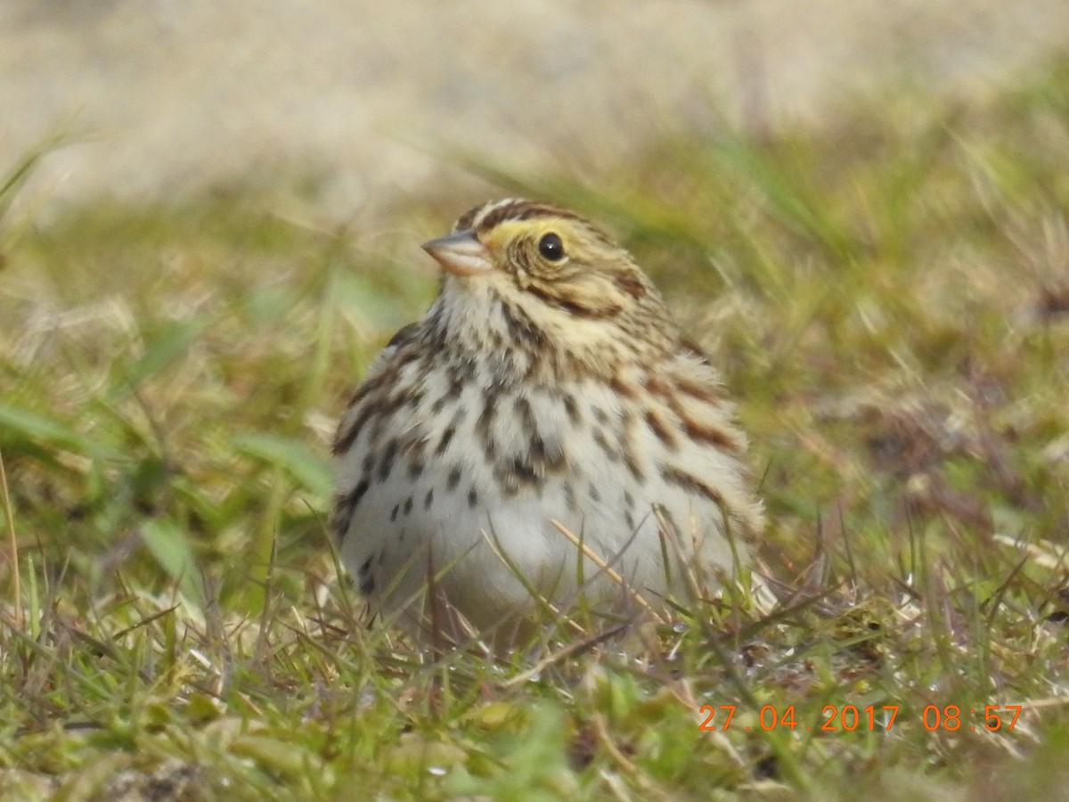 Savannah Sparrow - B Max Götz