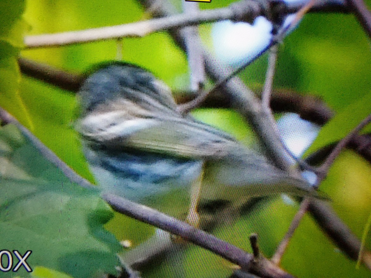 Blackpoll Warbler - Valeri Ponzo