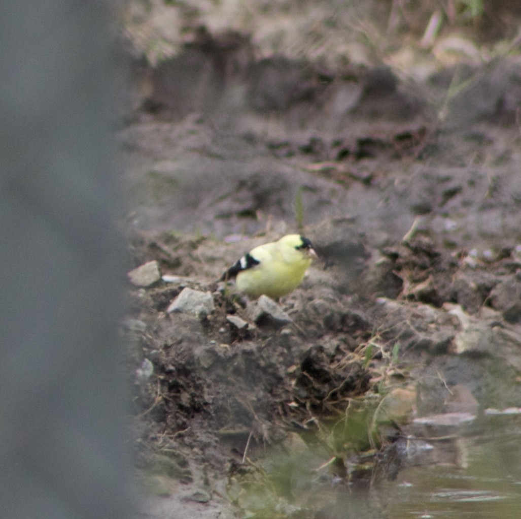 Chardonneret jaune - ML559304711