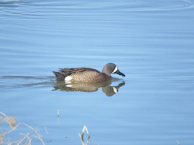 Blue-winged Teal - Ed  Newbold