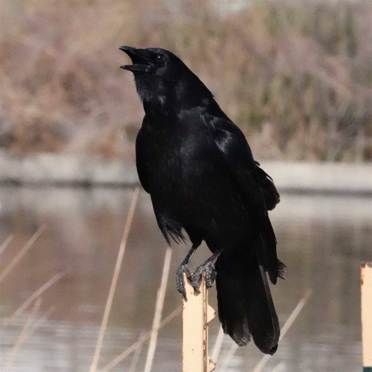 American Crow - ML559306961