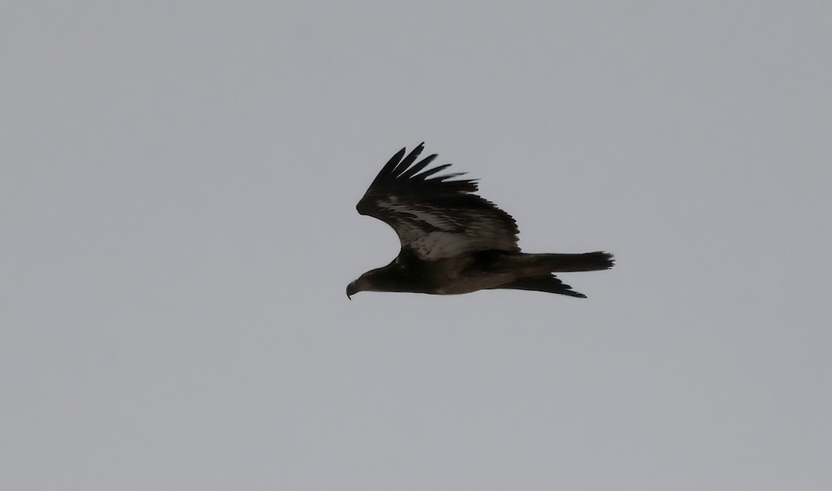 Bald Eagle - ML559307241