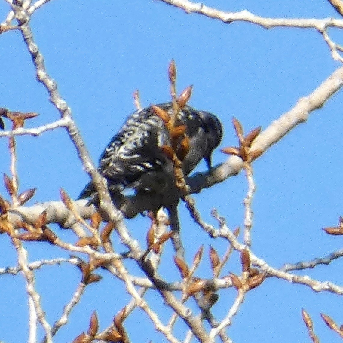 Red-naped Sapsucker - ML559308771
