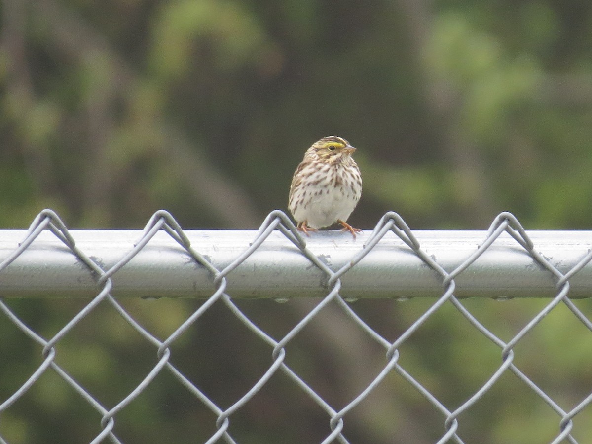 Savannah Sparrow (Savannah) - ML55930901