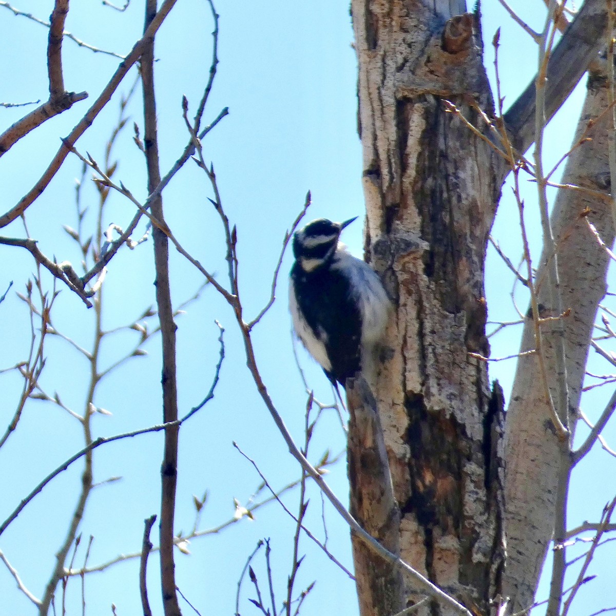 Hairy Woodpecker - ML559309431