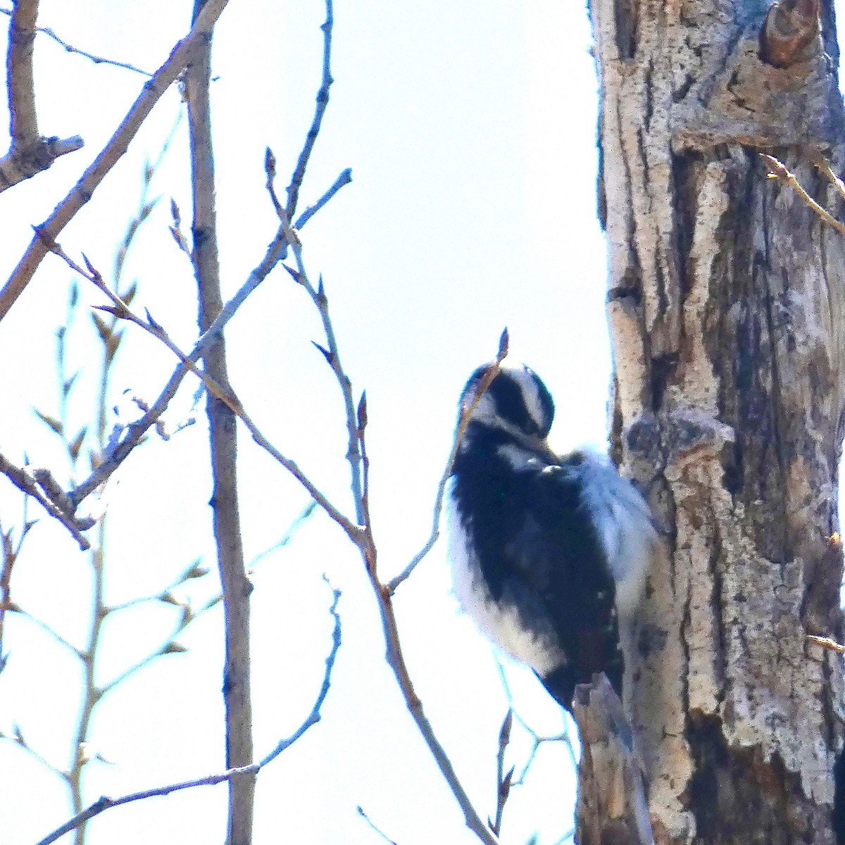 Hairy Woodpecker - ML559309441