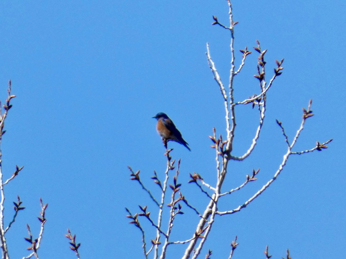 Western Bluebird - ML559310211