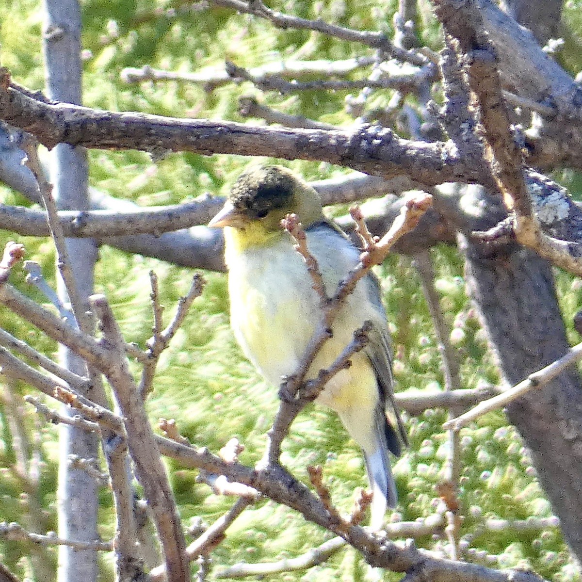 Lesser Goldfinch - ML559310401