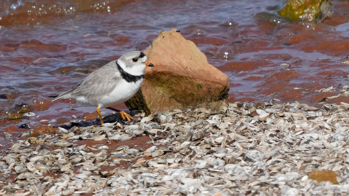 Piping Plover - Brent Barnes
