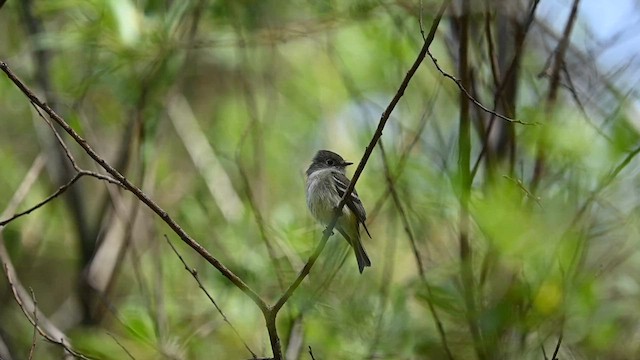 Hammond's Flycatcher - ML559310771