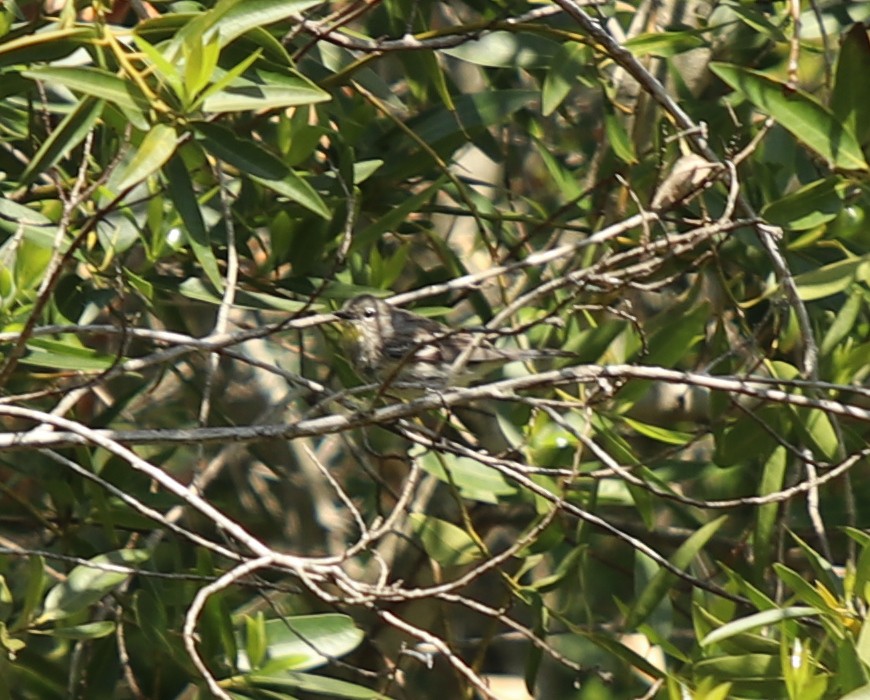 Yellow-rumped Warbler - ML559310831