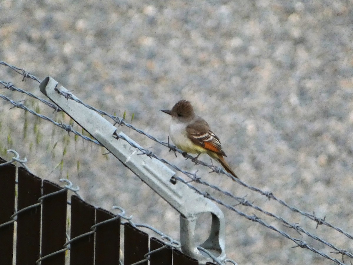 Ash-throated Flycatcher - ML559311001