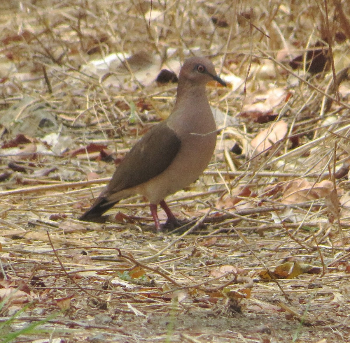 White-tipped Dove - ML559312561