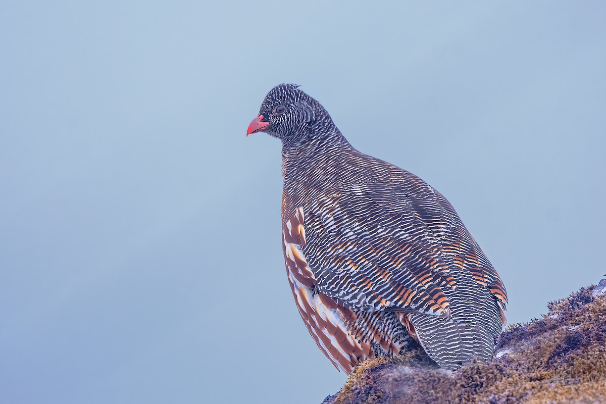 Snow Partridge - ML559313281