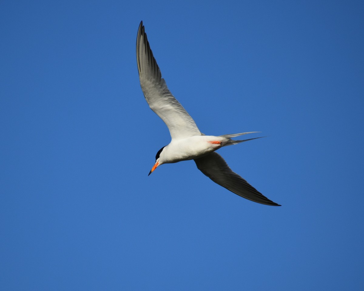 Forster's Tern - ML559313501