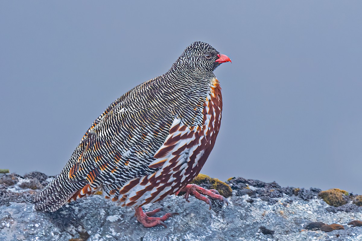 Snow Partridge - ML559313611