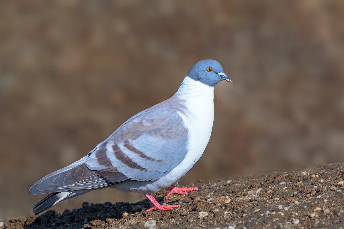 Snow Pigeon - ML559313741