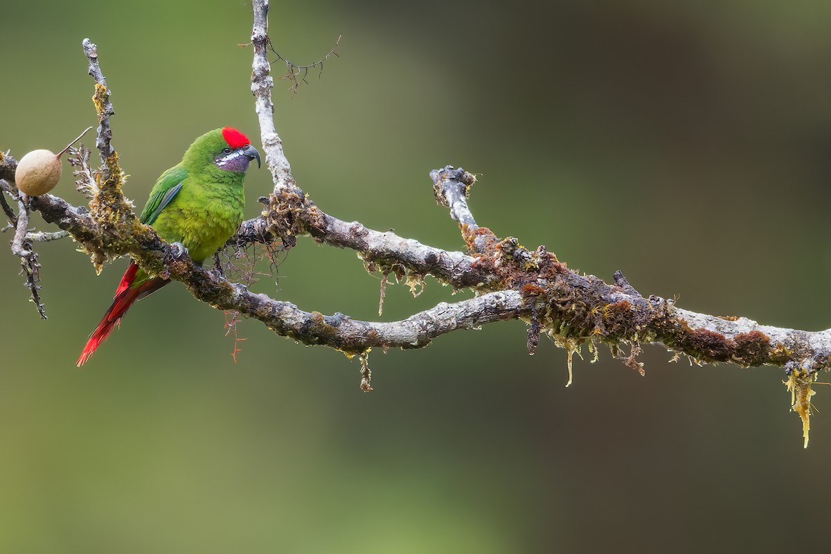 Plum-faced Lorikeet - Dubi Shapiro