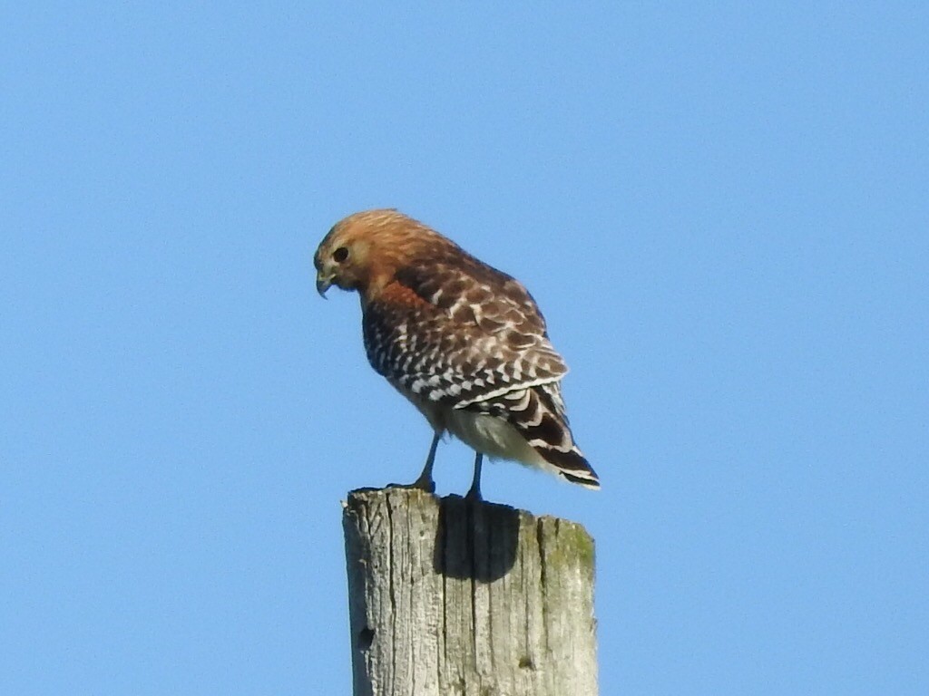 Red-shouldered Hawk - Barbara Paulus