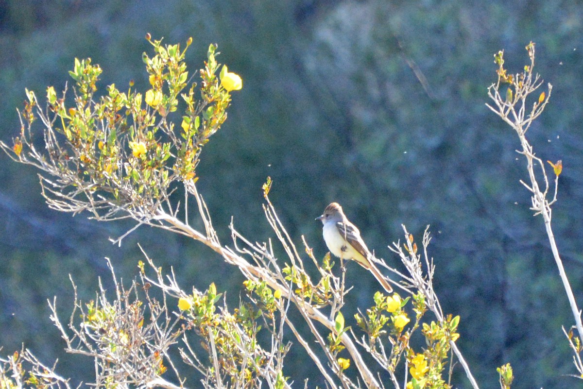 Ash-throated Flycatcher - ML559314931